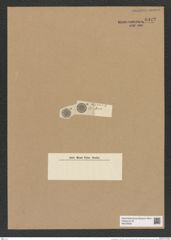 Coscinodiscus sp. (de-Toni-Nr.: Genus 202, Species 4935 ?) Zeichnungen Sammlung Grunow Nr. 8922 (NHMW-BOT-W0378592)